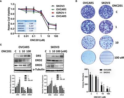 Anti-Tumor and Anti-Invasive Effects of ONC201 on Ovarian Cancer Cells and a Transgenic Mouse Model of Serous Ovarian Cancer